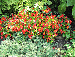 Bada Bing Scarlet Begonia (Begonia 'Bada Bing Scarlet') at Wiethop Greenhouses