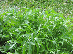 Arugula (Eruca sativa) at Wiethop Greenhouses