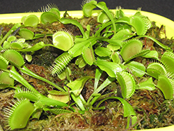 Venus Flytrap (Dionaea muscipula) at Wiethop Greenhouses