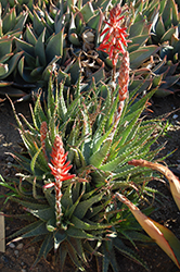 Spider Aloe (Aloe x spinosissima) at Wiethop Greenhouses