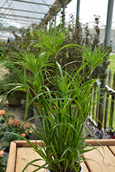 Prince Tut Egyptian Papyrus (Cyperus 'Prince Tut') at Wiethop Greenhouses