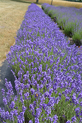 Hidcote Lavender (Lavandula angustifolia 'Hidcote') at Wiethop Greenhouses