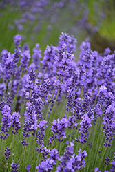 Hidcote Lavender (Lavandula angustifolia 'Hidcote') at Wiethop Greenhouses