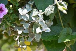 White Licorice Licorice Plant (Helichrysum petiolare 'White Licorice') at Wiethop Greenhouses