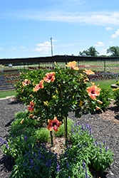 Fiesta Hibiscus (Hibiscus rosa-sinensis 'Fiesta') at Wiethop Greenhouses