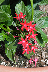 Starcluster Red Star Flower (Pentas lanceolata 'Starcluster Red') at Wiethop Greenhouses