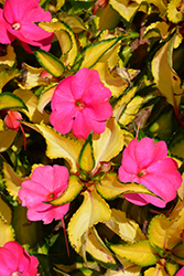 SunPatiens Compact Tropical Rose New Guinea Impatiens (Impatiens 'SunPatiens Compact Tropical Rose') at Wiethop Greenhouses