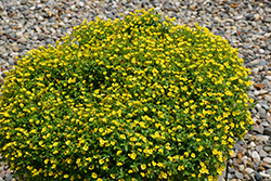 Garden Freckles Mecardonia (Mecardonia 'Garden Freckles') at Wiethop Greenhouses