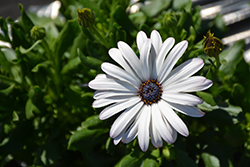 Margarita Supreme White African Daisy (Osteospermum 'Margarita Supreme White') at Wiethop Greenhouses