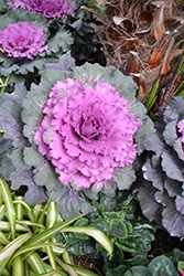 Osaka Red Ornamental Cabbage (Brassica oleracea 'Osaka Red') at Wiethop Greenhouses