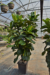 Fiddle Leaf Fig (Ficus lyrata) at Wiethop Greenhouses