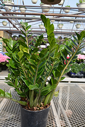 ZZ Plant (Zamioculcas zamiifolia) at Wiethop Greenhouses
