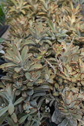 Chocolate Soldier Panda Plant (Kalanchoe tomentosa 'Chocolate Soldier') at Wiethop Greenhouses