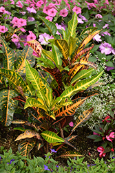 Variegated Croton (Codiaeum variegatum) at Wiethop Greenhouses