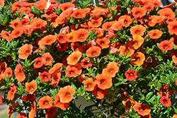 Colibri Orange Calibrachoa (Calibrachoa 'Colibri Orange') at Wiethop Greenhouses
