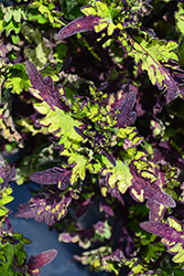 Rodeo Drive Coleus (Solenostemon scutellarioides 'Rodeo Drive') at Wiethop Greenhouses