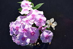 Sweet Summer Sensation Garden Phlox (Phlox paniculata 'Sweet Summer Sensation') at Wiethop Greenhouses