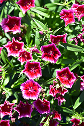 Diamond Crimson Picotee Pinks (Dianthus 'Diamond Crimson Picotee') at Wiethop Greenhouses