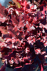 Forever Red Coral Bells (Heuchera 'Forever Red') at Wiethop Greenhouses