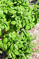 SimplyHerbs Try Basil (Ocimum basilicum 'Try Basil') at Wiethop Greenhouses