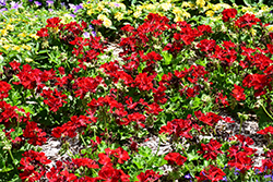 Calliope Medium Dark Red Geranium (Pelargonium 'Calliope Medium Dark Red') at Wiethop Greenhouses