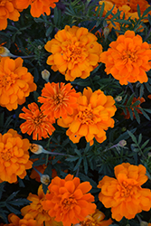 Alumia Deep Orange Marigold (Tagetes patula 'Alumia Deep Orange') at Wiethop Greenhouses