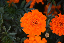 Alumia Deep Orange Marigold (Tagetes patula 'Alumia Deep Orange') at Wiethop Greenhouses