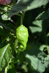 Bhut Jolokia Hot Pepper (Capsicum chinense 'Bhut Jolokia') at Wiethop Greenhouses
