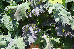 Kale Storm Mixture (Brassica oleracea var. sabellica 'Storm Mixture') at Wiethop Greenhouses