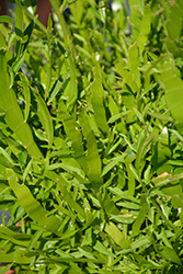 Ribbons and Curls Ribbon Bush (Homalocladium platycladum 'Ribbons and Curls') at Wiethop Greenhouses