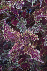 Stained Glassworks Golden Gate Coleus (Solenostemon scutellarioides 'Golden Gate') at Wiethop Greenhouses