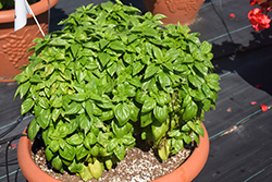 Dolce Fresca Basil (Ocimum basilicum 'Dolce Fresca') at Wiethop Greenhouses