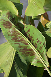 Japanese Banana (Musa basjoo) at Wiethop Greenhouses