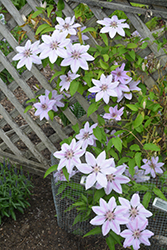 Nelly Moser Clematis (Clematis 'Nelly Moser') at Wiethop Greenhouses