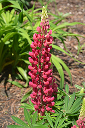 Mini Gallery Red Lupine (Lupinus 'Mini Gallery Red') at Wiethop Greenhouses