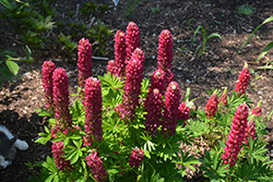 Mini Gallery Red Lupine (Lupinus 'Mini Gallery Red') at Wiethop Greenhouses