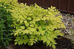 Sun King Japanese Spikenard (Aralia cordata 'Sun King') at Wiethop Greenhouses