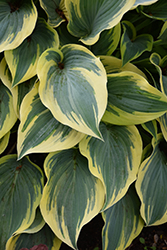 First Frost Hosta (Hosta 'First Frost') at Wiethop Greenhouses