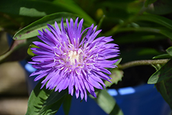 Honeysong Purple Aster (Stokesia laevis 'Honeysong Purple') at Wiethop Greenhouses