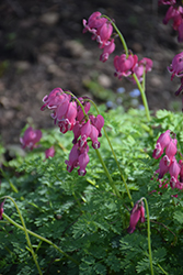 King of Hearts Bleeding Heart (Dicentra 'King of Hearts') at Wiethop Greenhouses