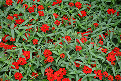 Profusion Red Zinnia (Zinnia 'Profusion Red') at Wiethop Greenhouses