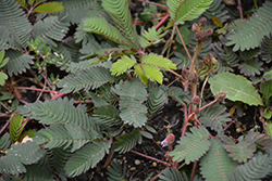 Sensitive Plant (Mimosa pudica) at Wiethop Greenhouses