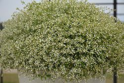 Stardust White Sparkle Euphorbia (Euphorbia 'Stardust White Sparkle') at Wiethop Greenhouses