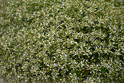 Stardust White Sparkle Euphorbia (Euphorbia 'Stardust White Sparkle') at Wiethop Greenhouses