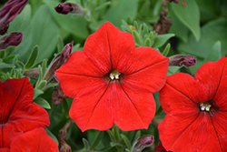 Easy Wave Red Petunia (Petunia 'Easy Wave Red') at Wiethop Greenhouses