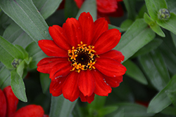 Profusion Red Zinnia (Zinnia 'Profusion Red') at Wiethop Greenhouses