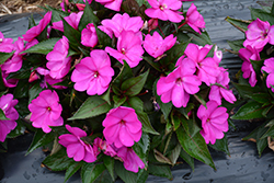 SunPatiens Compact Purple New Guinea Impatiens (Impatiens 'SAKIMP037') at Wiethop Greenhouses