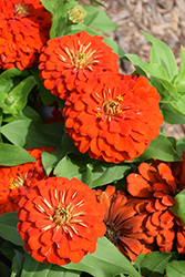 Magellan Scarlet Zinnia (Zinnia 'Magellan Scarlet') at Wiethop Greenhouses