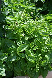 Dolce Fresca Basil (Ocimum basilicum 'Dolce Fresca') at Wiethop Greenhouses