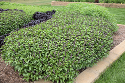 Cinnamon Basil (Ocimum basilicum 'Cinnamon') at Wiethop Greenhouses